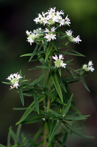 Virginia Mountain Mint