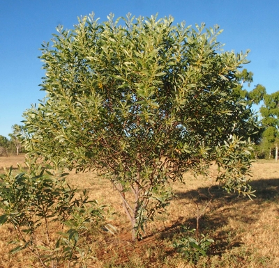 Acacia colei