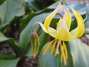 Tuolumne Fawn Lily