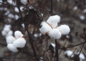 Upland Cotton