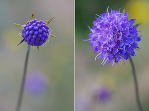 Devil's Bit Scabious