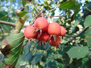 Crataegus pennsylvanica