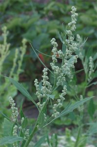 Lambsquarters