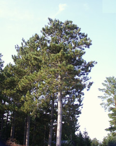 Red Pine