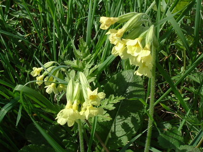 Primula elatior